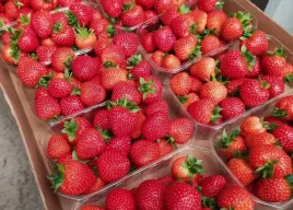 pozna-i-bardzo-plenna-truskawka-florence-10-szt-sadzonek-doniczkowanych