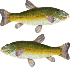 2x-naklejki-wedkarskie-lin-50-cm-auto-lodke-ryby