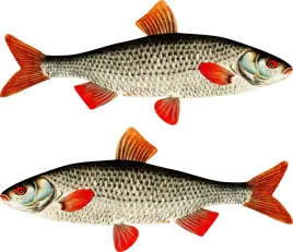 2x-naklejka-wedkarska-plotka-50-cm-auto-lodke-ryba