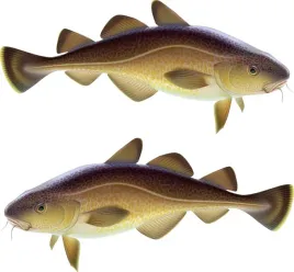 2x-naklejka-wedkarska-dorsz-50-cm-auto-lodke-ryba