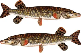 2x-naklejka-na-lodke-szczupak-50-cm-samochod-ryby