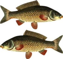 2x-naklejka-lodke-karp-50-cm-samochod-ryby-lodz