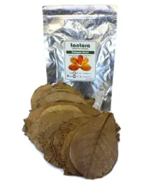 tantora-cattapa-leaves-liscie-ketapangu-xl-50szt