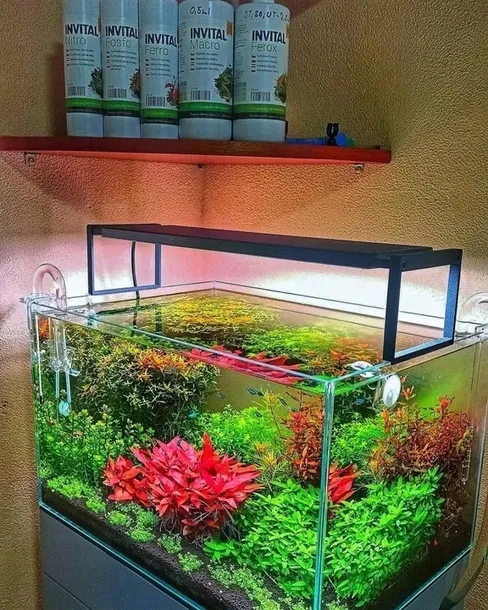 invital-macro-500-ml-konsystencja-plyn