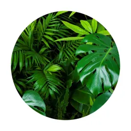 fototapeta-samoprzylepna-okragla-naklejka-scienna-liscie-palmy-tropiki