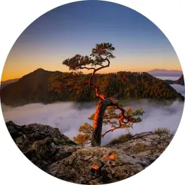 fototapeta-samoprzylepna-okragla-naklejka-scienna-sokolica-gory-sosna