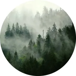 fototapeta-samoprzylepna-okragla-naklejka-scienna-las-we-mgle-drzewa-mgla