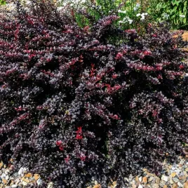 berberys-posredni-red-jewel-polzimozielony-pieknie-sie-przebarwia-1l