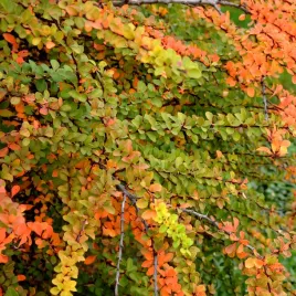 berberys-thunberga-orange-ice-kolumnowy-przebarwia-sie-na-pomaranczowo-1l