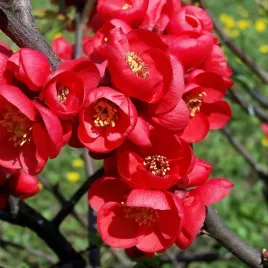 pigwowiec-japonski-fire-dance-zdrowe-owoce-na-nalewki-i-soki-2l