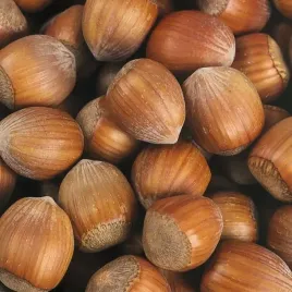 orzech-laskowy-truchsessa-leszczyna-o-duzych-owocach-sadzonka-2l