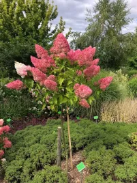 hortensja-na-pniu-vanille-fraise-dzewko-xxl-duza-ladna-sadzonka
