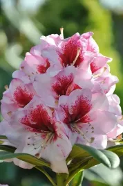 rododendron-danuta-kwiaty-rozowe-z-bordowy-kwitnie-obficie-sadz-xl