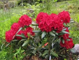 rododendron-busuki-kwiaty-jaskrawo-czerwone-niski-sadzonka-w-sadzonce-xl