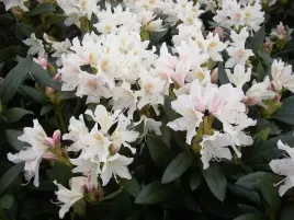 rododendron-cunningham-s-white-biale-kwiaty-z-plamka-kulisty-sadzonka-xl