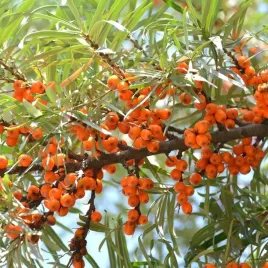 rokitnik-orange-friesdorfer-samopylny-dwupienny-owocuje-bez-zapylacza-2l