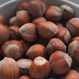 orzech-laskowy-katalonski-leszczyna-corylus-super-zapylacz-doniczka-2l