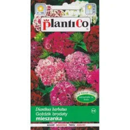 gozdzik-brodaty-mieszanka-nasiona-kwiatow-05g-plantico