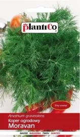 nasiona-warzyw-koper-ogrodowy-morvan-5-g-nasiona-plantico-wczesna-odmiana
