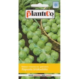 kapusta-brukselska-groninger-1g-plantico-plenna-odporna-na-mroz