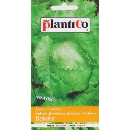 salata-glowiasta-krucha-bakata-1g-plantico-sredniopozna-zbite-glowki