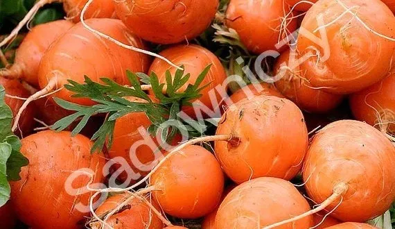 marchew-pariser-markt-5-nasiona-2-g-styl-ogrod-wiejski