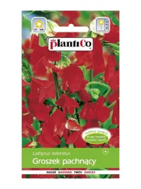 groszek-pachnacy-plantico-groszek-pachnacy-czerwony-szkarlatny-nasiona