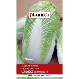 nasiona-kapusta-pekinska-capitol-f1-2g-odmiana-mieszancowa-wczesna-plantico