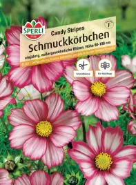 kosmos-podwojnie-pierzasty-candy-stripes-nasiona-premium-sperli