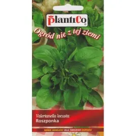 roszponka-warzywna-verte-de-cambrai-1g-plantico