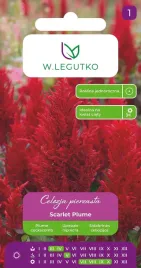 celozja-pierzasta-scarlet-plume-czerwona-przyjazna-owadom-na-bukiety-03g