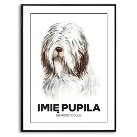 plakat-obraz-duzy-70x50cm-bearded-collie-rysunek-psa-imie-pupil-kreator