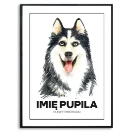 plakat-obraz-duzy-70x50cm-husky-syberyjski-imie-psa-rysunek-prezent-kreator
