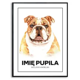 plakat-obraz-duzy-70x50cm-bulldog-angielski-dla-milosnika-imie-psa-kreator