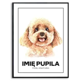 plakat-obraz-duzy-70x50cm-pudel-miniaturka-miniaturowy-rysunek-imie-kreator