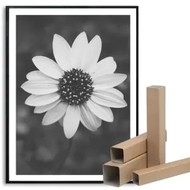 plakat-obraz-duzy-50x70cm-dekoracyjny-stokrotka-daisy-kwiaty-wiele-wzorow