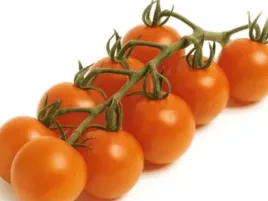 pomidor-szczepiony-manolo-orange-sadzonka-p9-koktajlowy-pomaranczowy