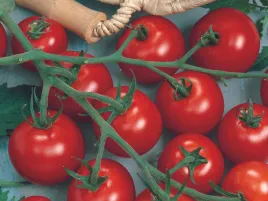 pomidor-szczepiony-manolo-red-picolino-pomidory-koktajlowe-cherry-rozsada-p