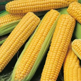 nasiona-kukurydzy-cukrowej-golden-bantam-grunt-ogrod-premium-seeds-20g