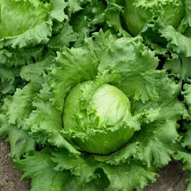 nasiona-salata-lodowa-traper-duze-glowki-krucha-warzywa-premium-seeds-1-g
