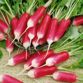 nasiona-rzodkiewka-18-dniowa-dedix-huit-jours-wczesna-premium-seeds-300-szt