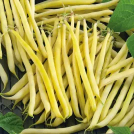 nasiona-fasola-golden-teepee-szparagowa-zolta-do-uprawy-premium-seeds-30-g