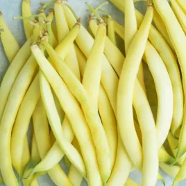 nasiona-fasola-sonesta-szparagowa-wysoki-plon-do-uprawy-premium-seeds-50g