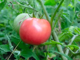 pomidor-szczepiony-maturbo-malinowy-sadzonki-pomidorow-malinowych-p9