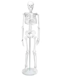 model-szkieletu-ludzkiego-anatomiczny-85-cm-qwork