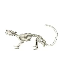 szkielet-szczura-szczur-38-cm-dekoracja-halloween