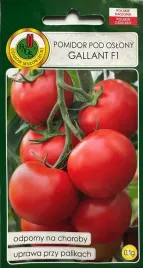 pomidor-gallant-wysoki-pod-oslony-pnos-01g-odporny-na-choroby