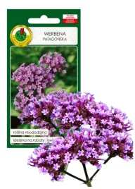 werbena-patagonska-miododajna-drobne-fioletowe-kwaty-nasiona-01g