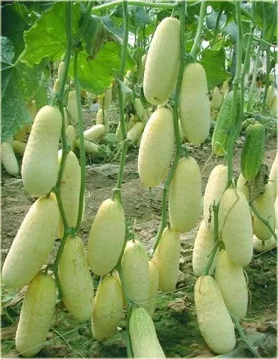 ogorek-melonowy-carosello-barese-legutko-2g-styl-ogrod-japonski-ogrod-nowoczesny-ogrod-srodziemnomorski-ogrod-wiejski