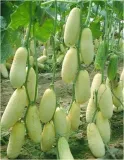 ogorek-melonowy-carosello-barese-legutko-2g-styl-ogrod-japonski-ogrod-nowoczesny-ogrod-srodziemnomorski-ogrod-wiejski